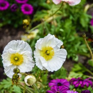 RANUNCOLI, RANUNCOLACEAE - 3238