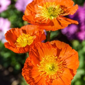 RANUNCOLI, RANUNCOLACEAE - 3240