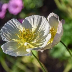 RANUNCOLI, RANUNCOLACEAE - 3241