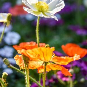 RANUNCOLI, RANUNCOLACEAE - 3242