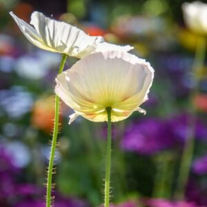 RANUNCOLI, RANUNCOLACEAE - 3243