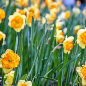 NARCISO, NARCICISSUS, AMARYLLIADACEAE - 3245