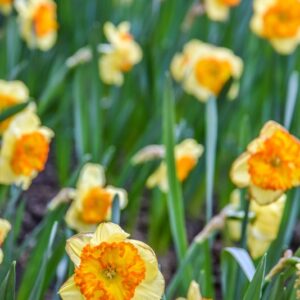 NARCISO, NARCICISSUS, AMARYLLIADACEAE - 3244