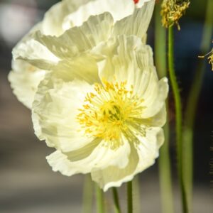 RANUNCOLI, RANUNCOLACEAE - 3246