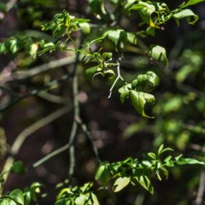 VITEX, NEGUNDO, LAMIACEAE - 3248