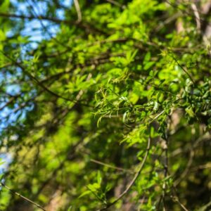 VITEX, NEGUNDO, LAMIACEAE - 3249