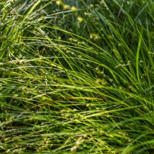 SAMBUCUS, EBULUS, EBBIO, LEBBIO, SAMBUCHELLA, CAPRIFOLIACEAE - 3251