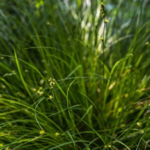 SAMBUCUS, EBULUS, EBBIO, LEBBIO, SAMBUCHELLA, CAPRIFOLIACEAE - 3252