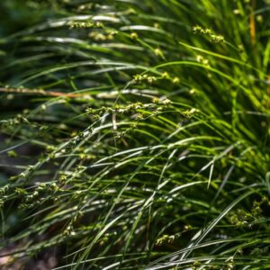 SAMBUCUS, EBULUS, EBBIO, LEBBIO, SAMBUCHELLA, CAPRIFOLIACEAE - 3253