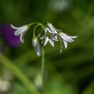 ALLIUM URSINUM, L, AGLIO ORSINI, LILIACEAE, EUROPA, NORD ASIA - 3255