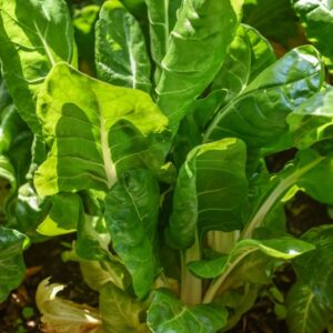 BETA VULGARIS, VAR CYCLA L , BIETOLA VERDE DA COSTA BIANCA, AMARANTHACEAE - 3258
