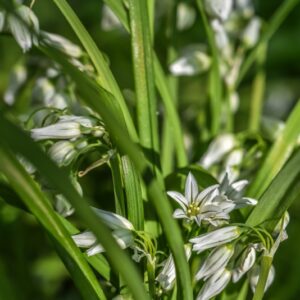 ALLIUM URSINUM, L, AGLIO ORSINI, LILIACEAE, EUROPA, NORD ASIA - 3256
