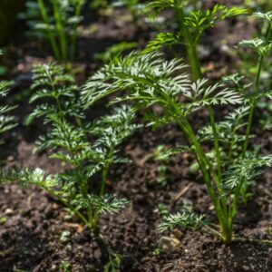 DAUCUS, CAROTA L , CAROTA NANTESE, APIACEAE - 3260