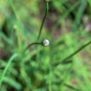 ALLIUM, SCHOENOPRASUM, LILIACEAE, EUROPA, ASIA, NORD AMERICA - 3261
