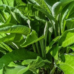 INULA MAGNIFICA, ENULA CAUCASICA, ASTERACEAE,  CAUCASO - 3268