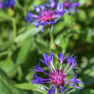 CENTAUREA MONTANA, FIORDALISO MONTANO, ASTERACEAE, EUROPA - 3272