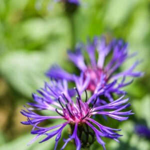 CENTAUREA MONTANA, FIORDALISO MONTANO, ASTERACEAE, EUROPA - 3273