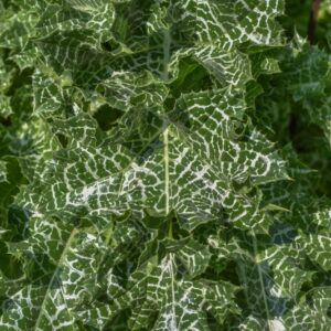 SILYBUM MARIANUM, L, GAERTN, CARDO MARIANO, ASTERACEAE, EUROPA, ASIA, NORD AFRICA - 3276