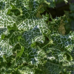 SILYBUM MARIANUM, L, GAERTN, CARDO MARIANO, ASTERACEAE, EUROPA, ASIA, NORD AFRICA - 3277