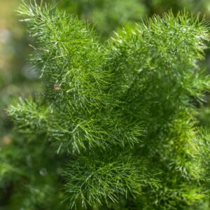 FOENICULUM VULGARE, FINOCCHIO COMUNE, APIACEAE - 3280