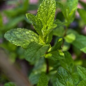 MENTHA, X, PIPERITA, L, LABIATEAE - 3284
