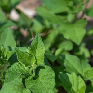 PHYSALIS ALKEKENGI, L, ALCHECHENGI, SOLANACEAE, EUROPA, ASIA - 3286