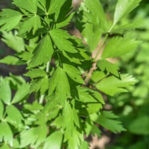 LEVISTICUM OFFIICINALE KOCH, PREZZEMOLO DI AMORE,  UMBRELLIFERAE - 3288