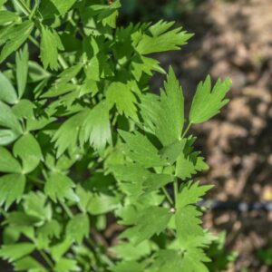 LEVISTICUM OFFIICINALE KOCH, PREZZEMOLO DI AMORE,  UMBRELLIFERAE - 3289