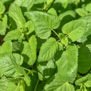 MELISSA OFFICINALIS, L, LABIATEAE - 3291