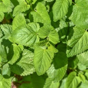 MELISSA OFFICINALIS, L, LABIATEAE - 3292