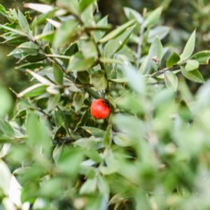RUSCUS ACULEATUS, L, PUNGITOPO, LILIACEAE - 3295