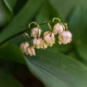 CONVALLARIA MAJALIS, L, MUGHETTO, LILIACEAE, EUROPA, ASIA, NORD AMERICA OCCIDENTALE - 3297