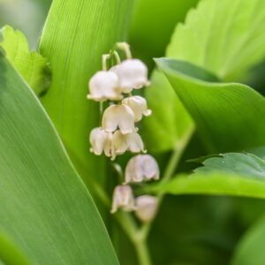 CONVALLARIA MAJALIS, L, MUGHETTO, LILIACEAE, EUROPA, ASIA, NORD AMERICA OCCIDENTALE - 3298