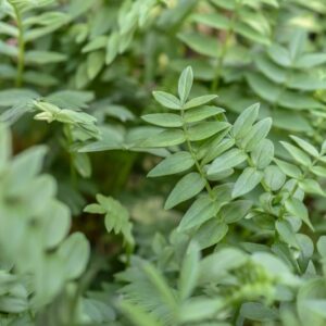 POLEMONIUM CAERULEUM, L, VALERIANA GRECA, POLEMONIACEAE - 3302