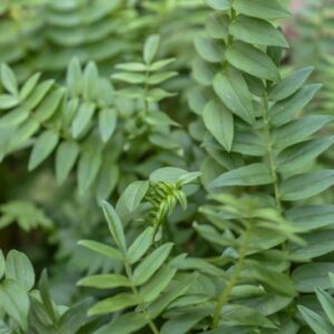 POLEMONIUM CAERULEUM, L, VALERIANA GRECA, POLEMONIACEAE - 3303