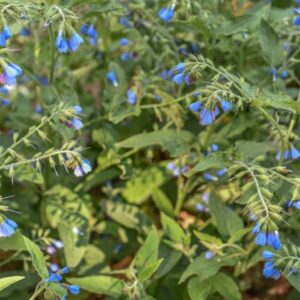 SYMPHYTUM OFFICINALE, L, CONSOLIDA MAGGIORE, BORAGINACEAE, EUROPA, CAUCASO - 3305