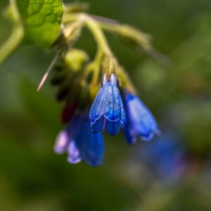 SYMPHYTUM OFFICINALE, L, CONSOLIDA MAGGIORE, BORAGINACEAE, EUROPA, CAUCASO - 3307