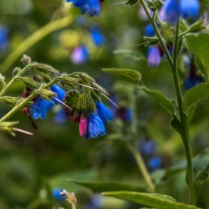 SYMPHYTUM OFFICINALE, L, CONSOLIDA MAGGIORE, BORAGINACEAE, EUROPA, CAUCASO - 3306