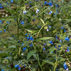 SYMPHYTUM OFFICINALE, L, CONSOLIDA MAGGIORE, BORAGINACEAE, EUROPA, CAUCASO - 3308