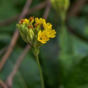 SOLANUM DULCAMARA, L, SOLANACEAE, EUROPA - 3310