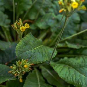 SOLANUM DULCAMARA, L, SOLANACEAE, EUROPA - 3311