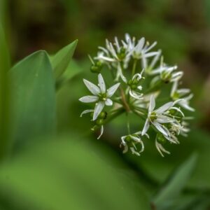 SMILACINA STELLATA, L, LILIACEAE, NORD AMERICA - 3315