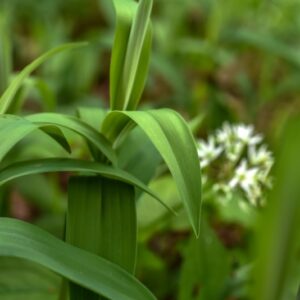 SMILACINA STELLATA, L, LILIACEAE, NORD AMERICA - 3316
