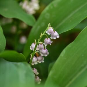 CONVALLARIA MAJALIS, L, MUGHETTO, LILIACEAE, EUROPA, ASIA, NORD AMERICA OCCIDENTALE - 3318