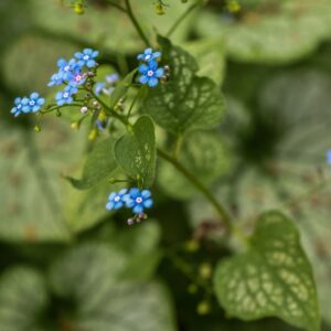 BRUNNERA MACROPHYLLA, JACK FROST, BORAGINACEAE - 3321