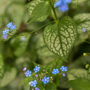 BRUNNERA MACROPHYLLA, JACK FROST, BORAGINACEAE - 3322