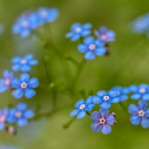 BRUNNERA MACROPHYLLA, JACK FROST, BORAGINACEAE - 3323