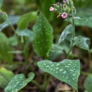 PULMONARIA OFFICINALIS, L, POLMONARIA MAGGIORE, BORAGINACEAE, EUROPA - 3325
