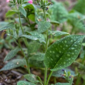 PULMONARIA OFFICINALIS, L, POLMONARIA MAGGIORE, BORAGINACEAE, EUROPA - 3326