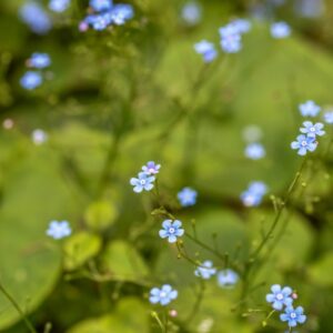 BRUNNERA MACROPHYLLA, JOHNST, BORAGINACEAE, CAUCASO, SIBERIA - 3328